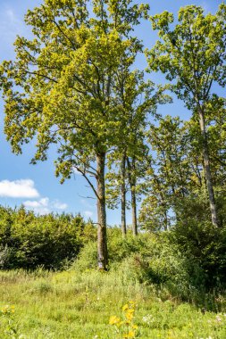Şaşırtıcı, uzun Turopoljski ağaçları, Odra nehrinin etrafında, vahşi yaşam ve büyük av hayvanlarıyla dolu harika korunmuş arhaik ormanı.