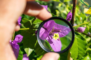 Ev bahçesindeki mor çiçek büyüteçle büyütülmüş ve yakınlaştırılmış olduğundan daha büyük bir nesne illüzyonu yaratıyor.