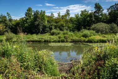 Hırvatistan 'ın Zagreb kenti yakınlarındaki muazzam ormanlık alan olan Turopoljski Lug ormanından geçen güzel Odra nehri