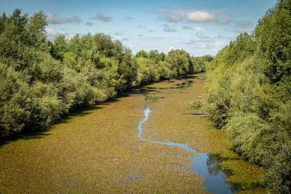 Canal Rio Odra Coberto Vegetação Aquática Floresta Densa Ambos Lados — Fotografia de Stock