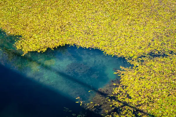 萨格勒布市附近奥德拉河的黄叶飘落 覆盖着美丽的绿松石表面 — 图库照片