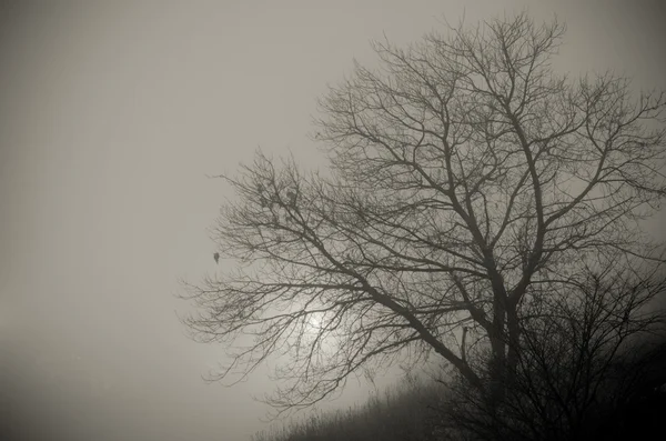 A tree in the fog — Stock Photo, Image