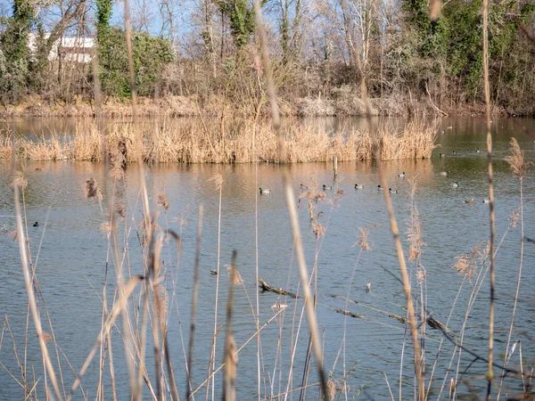 Oiseaux sauvages dans un étang — Photo