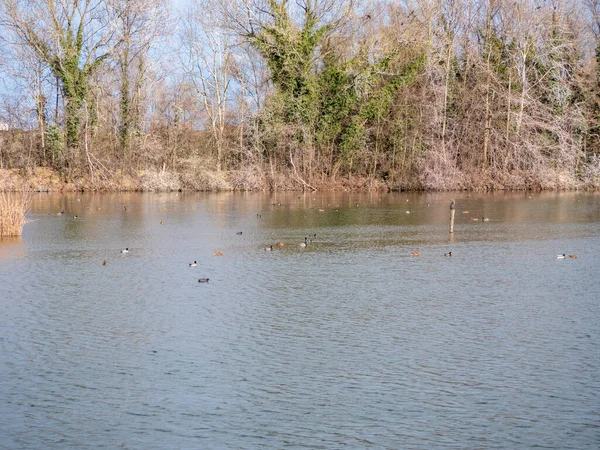 Oiseaux sauvages dans un étang — Photo