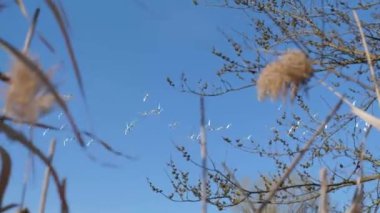 Ibis doğal ortamda uçuyor.