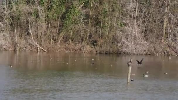 Divocí ptáci v rybníku Kormorán letící v rybníku — Stock video