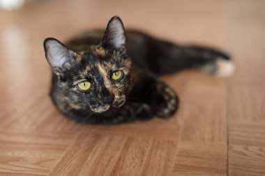 Benekli kedi kameraya seyir