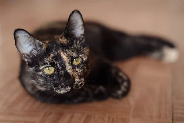 Gefleckte Katze blickt in die Kamera — Stockfoto