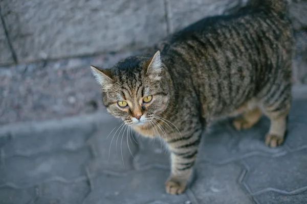脂肪の灰色の野良猫 — ストック写真