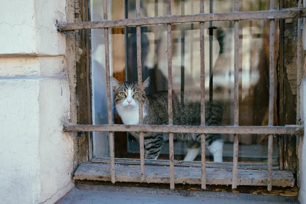 Sad pet cat behind bars