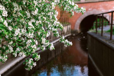 ağaç çiçekleri üzerinde arka plan bulanık