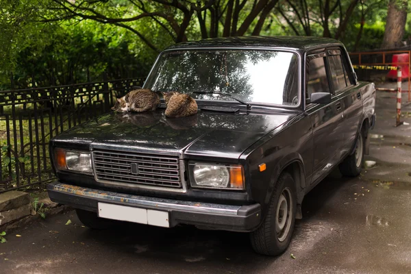 車のボンネットの上に横たわる猫 — ストック写真