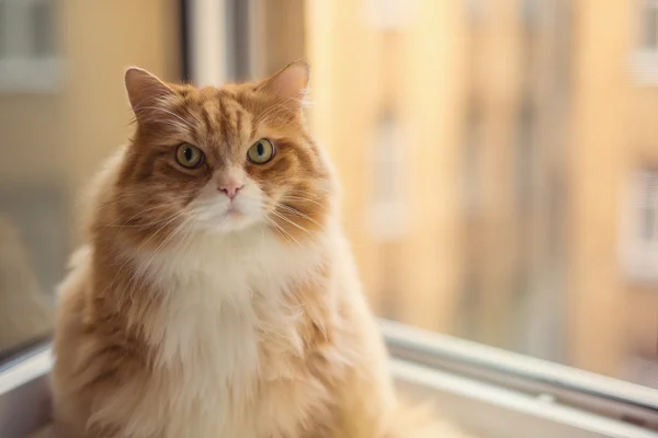 Dikke gemberkat — Stockfoto