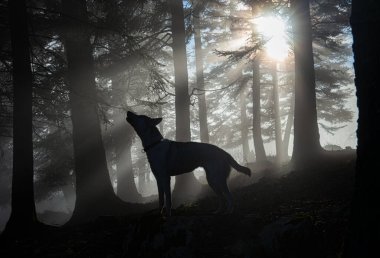Sisli ormanda uluyan kurt. / / Heulender Husky im nebligen Wald