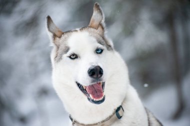 Karda mavi ve kahverengi gözlü mutlu Sibiryalı Husky kızı. / / Mutlu Sibirya Husky Hndin mit einem blauen und einem braunen Auge im Schnee.