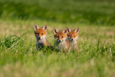 Yeşil çimlerde bir grup olarak üç genç tilki. // Drei Jungfchse als Gruppe im grnen Gras.