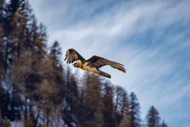 Bir sakallı akbaba ormanın üzerinde gökyüzünde uçuyor. // Ein Bartgeier fliegt ber dem Wald in den Alpen.