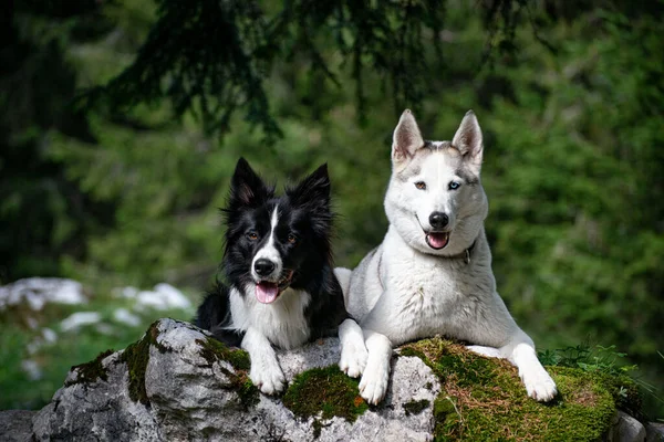 Border collie and Siberian husky as dog team on a rock // Border Collie und Siberian Husky als Hundeteam auf einem Felsen