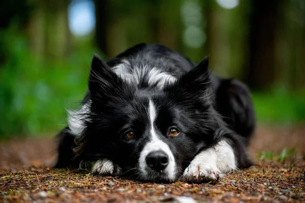 Border Collie Mit Braunen Augen Liegt Unten Wald Border Collie — Stockfoto