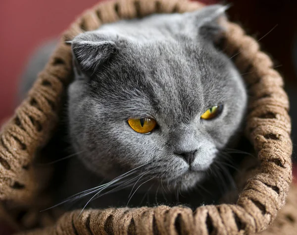 Gato Escocês Cinzento Envolto Num Cachecol Castanho Conceito Frio Inverno — Fotografia de Stock