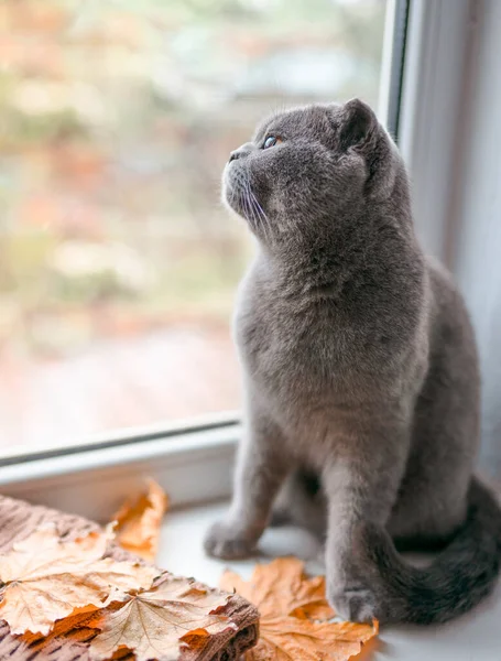 Smutny Szary Kot Scottish Krotnie Patrząc Przez Okno Siedzi Parapecie — Zdjęcie stockowe
