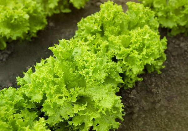 Bahçe arka planında bir sürü yeşil marul yaprağı var. Bahçe yatağında yeşil marul yaprağı güneşte sebze tarlasında. Lactuca sativa yeşil yaprakları, yakın plan. Düzgün beslenme. Marul çiftliği