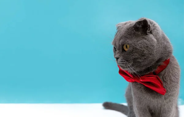 Vista Del Perfil Cara Gato Gris Que Mira Hacia Lado —  Fotos de Stock