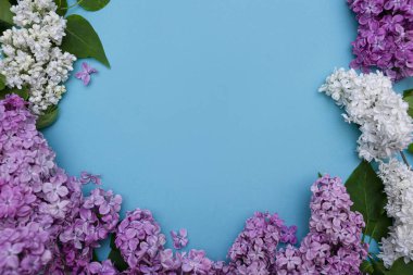 Güzel mor ve beyaz leylak ve mavi arka planda yeşil yapraklar. Çerçeve, çiçeklerin bileşimi. Tasarım için maket. metin için boşluk kopyala. Düz yatıyordu. Yukarıdan görünüm.
