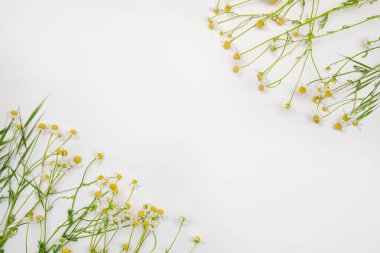 Creative floral frame made of chamomile and green branches on a white background. copy space for text. top view. Flat lay