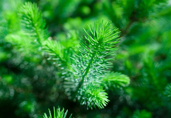 Spruce Branches Close Christmas Tree Pine Winter Green Christmas Tree — Stock Photo, Image