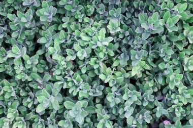 Arka plan yeşil yeşillik