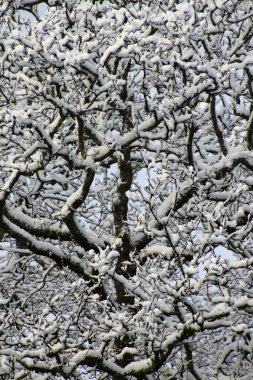 arka plan ağaç kabuğu