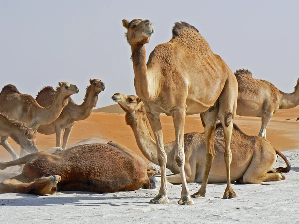 Groupe de chameaux roulant dans le sable — Photo