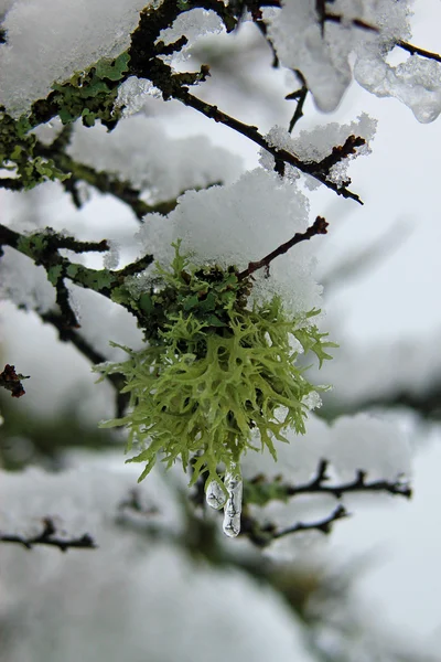 Líquen verde em árvores com neve — Fotografia de Stock