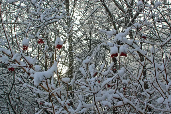 Neve em galhos de árvore — Fotografia de Stock