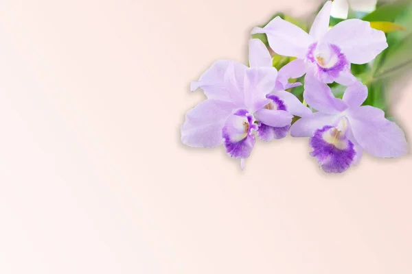 Orchidee Orangefarbenem Hintergrund Für Design — Stockfoto