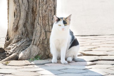 Kedi benim dostumdur