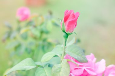 Pembe çiçek arkaplanı