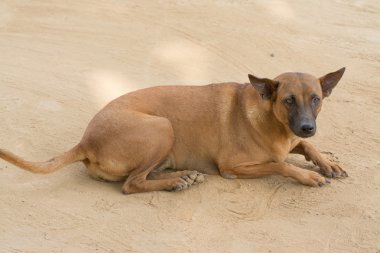 köpek, dört ayağı, Tay köpek