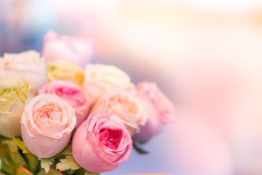 gül arka plan bulanık, yumuşak odak