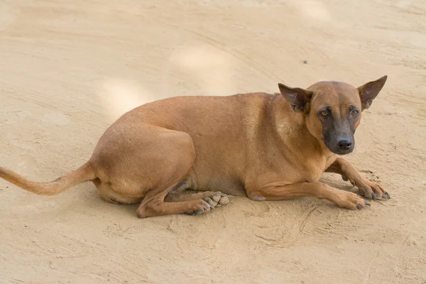 dog, four legs, thai dog
