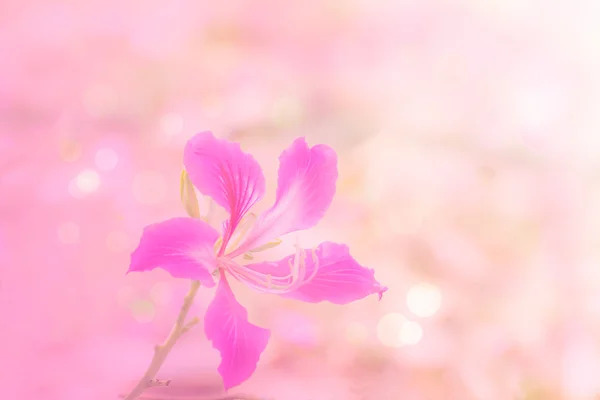 Flor rosa borrosa, enfoque suave — Foto de Stock