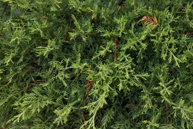 Doku Yeşil Thuja Ağacı Dalları ve Doğal Arkaplan Olarak Yaprakları