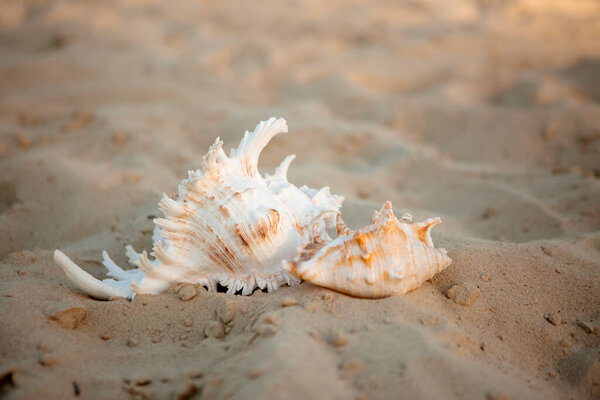 seashells on sand surface, close up shot