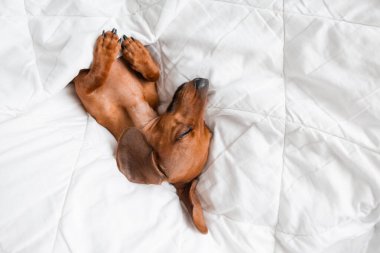 Dachshund köpeği beyaz çarşafların üzerinde yatıyor.