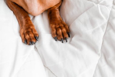 Dachshund köpek patileri beyaz çarşaflar üzerinde yatakta 