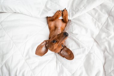 Dachshund köpeği beyaz çarşafların üzerinde yatıyor.
