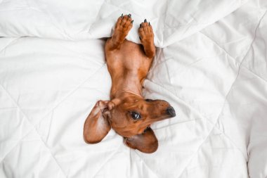 Dachshund köpeği beyaz çarşafların üzerinde yatıyor.