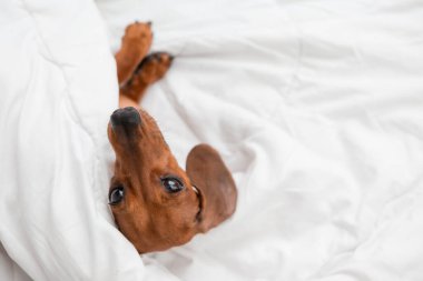 Dachshund köpeği beyaz çarşafların üzerinde yatıyor.