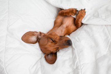 Dachshund köpeği beyaz çarşafların üzerinde yatıyor.